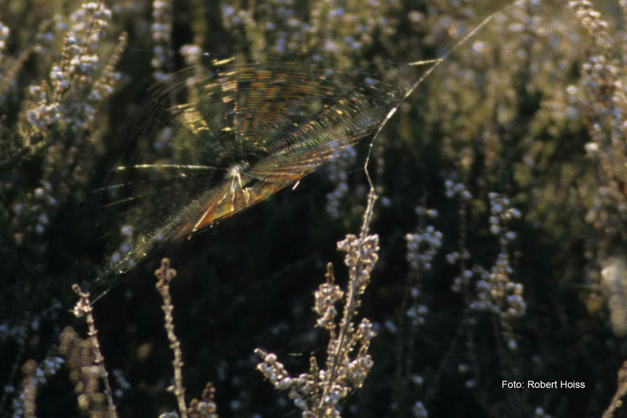 Haspelmoor_2007_03_0002a