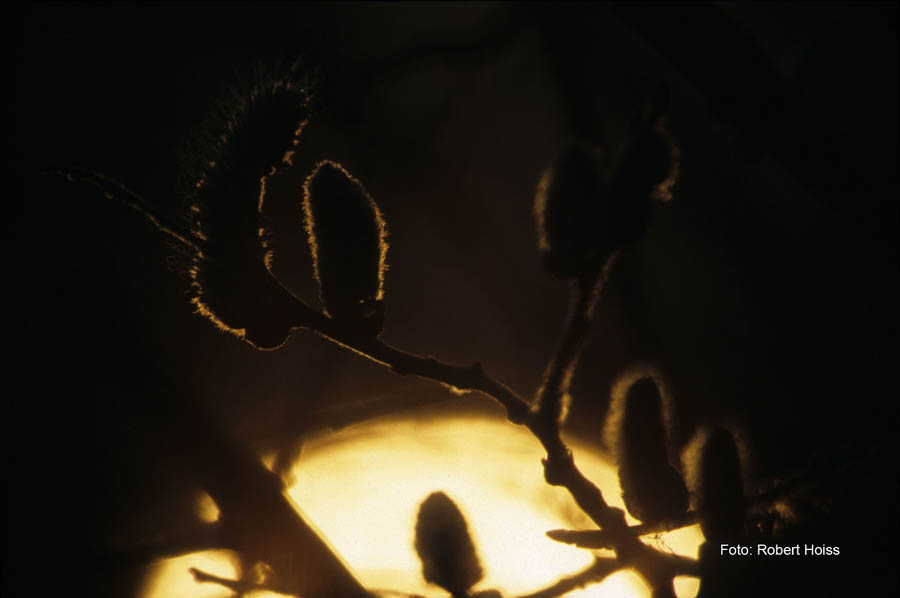 Haspelmoor_2007_03_0005