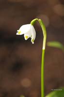 2009-03-16_Fruehlings-Knotenblume_DSC_1831