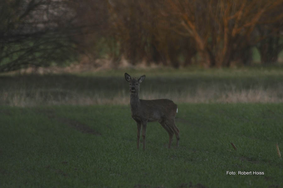 2010-04-07_16_Kissinger-Heide