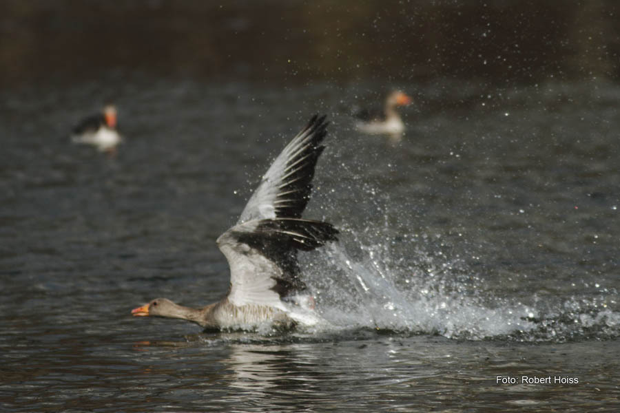 2010-04-11_03_Amperstausee