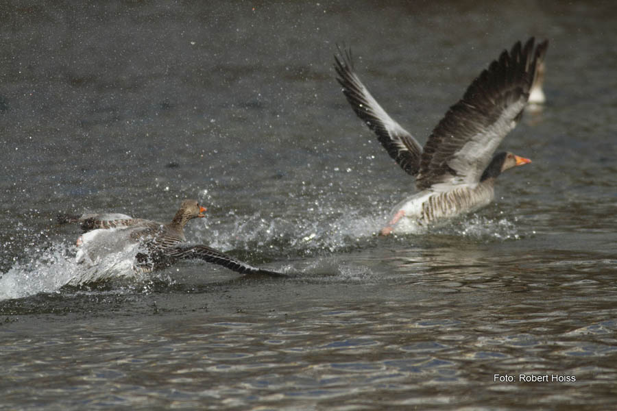 2010-04-11_04_Amperstausee