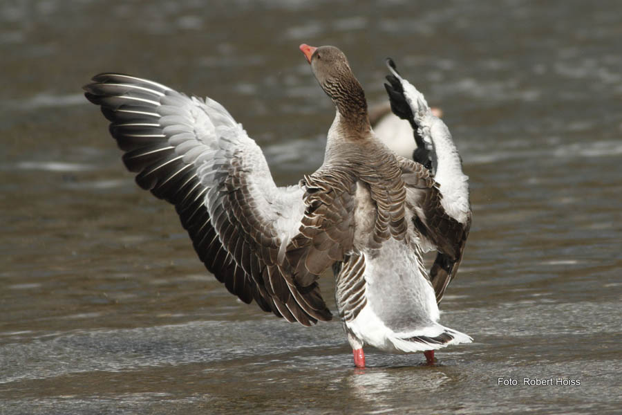 2010-04-11_05_Amperstausee