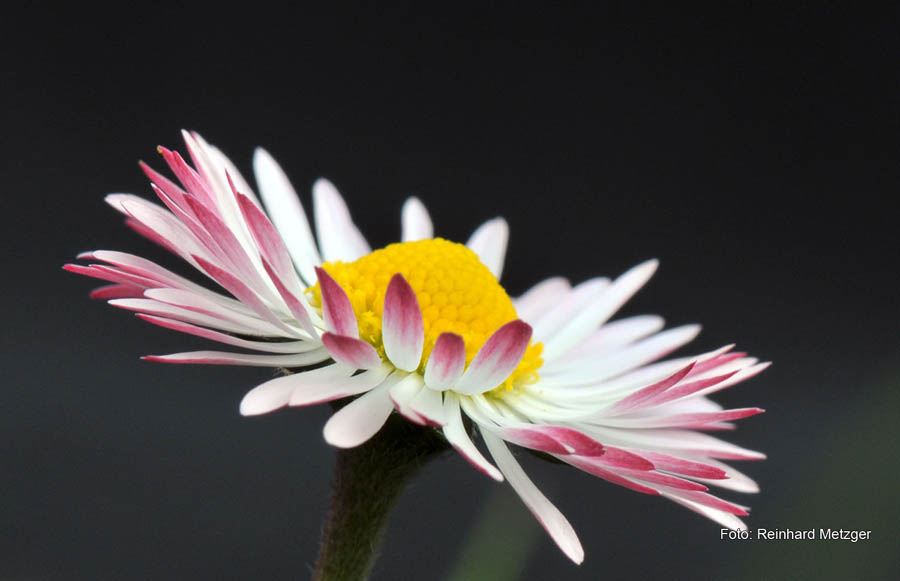 2010-04-13_Gaensebluemchen_4_RME_5025