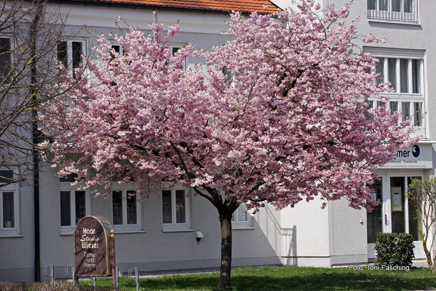 2010-04-17_1_Zierkirsche