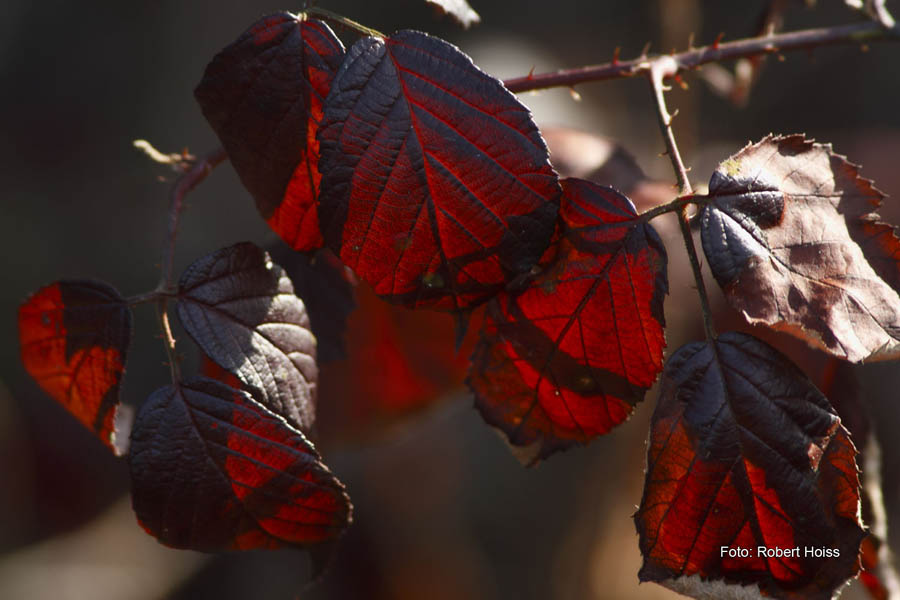 2010-04-17_24_Neulindach