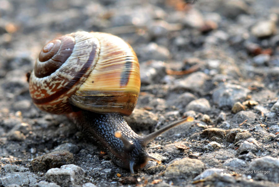 2010-04-17_Ueberholte mich_RME_4877