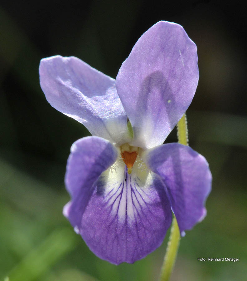 2010-04-17_Veilchen in meinem Garten_RME_4899