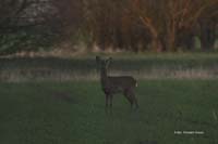 2010-04-07_16_Kissinger-Heide