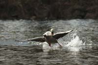 2010-04-11_01_Amperstausee