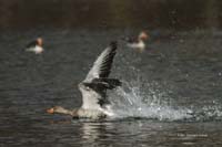 2010-04-11_03_Amperstausee