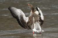 2010-04-11_05_Amperstausee