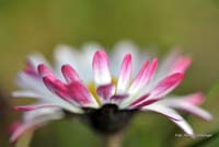 2010-04-13_Gaensebluemchen_2_RME_4780