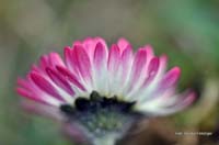 2010-04-13_Gaensebluemchen_3_RME_4785