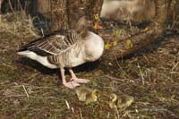 2010-04-17_07_Amperstausee