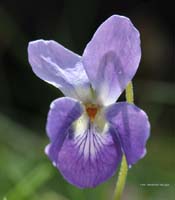 2010-04-17_Veilchen in meinem Garten_RME_4899