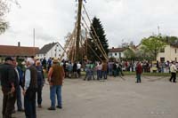 2010-05-01_028_Maibaumaufstellen