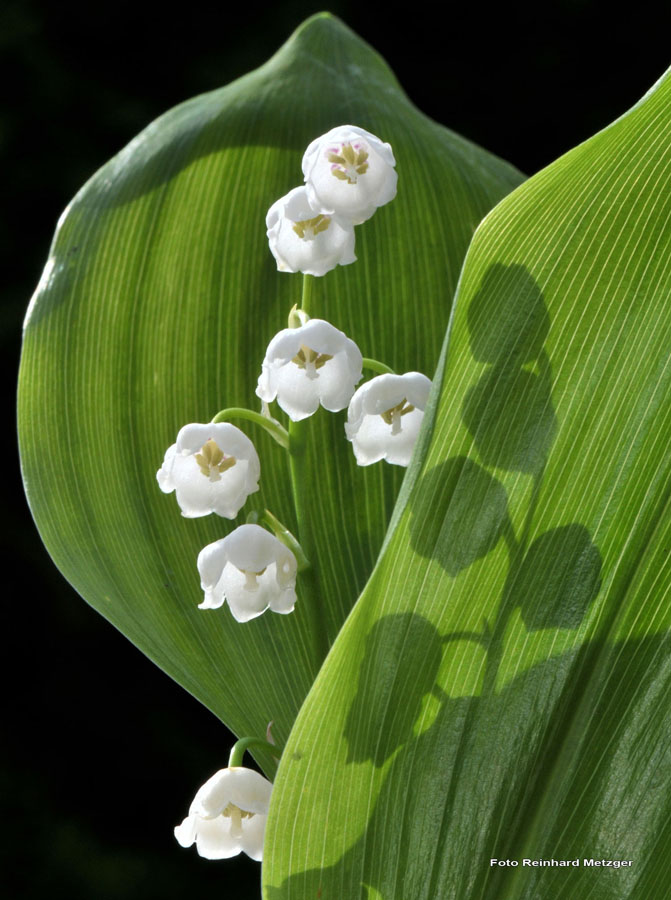2009-05-02_1_Maigloeckchen_