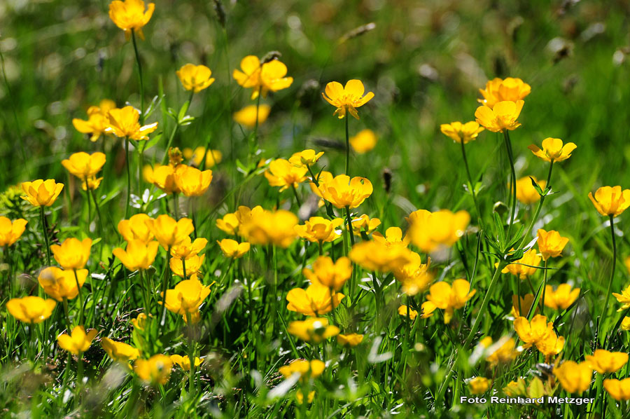 2009-05-17_17_Berg-Hahnenfuss_2