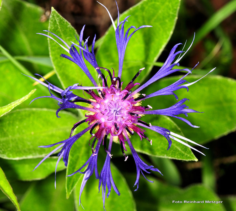 2009-05-17_18_Berg-Flockenblume_