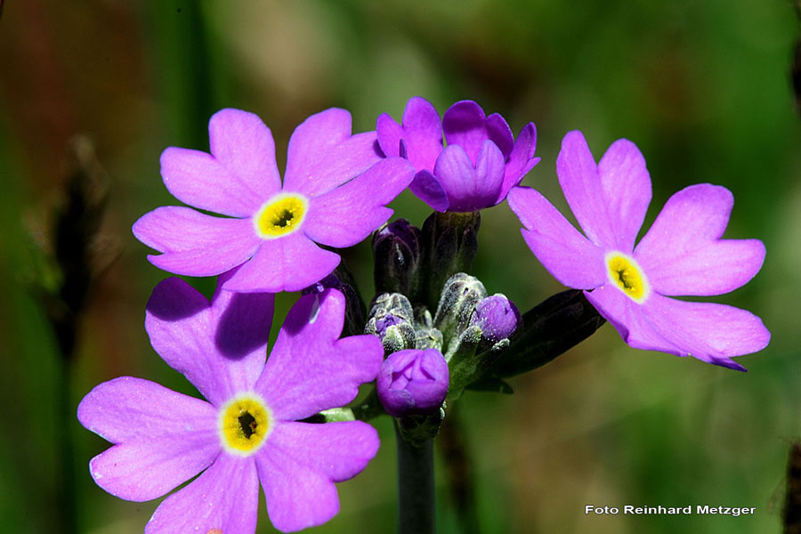 2009-05-17_19_Blauer-Speik_