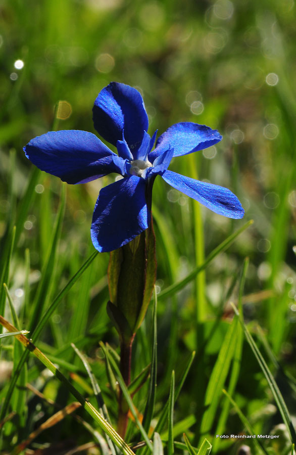 2009-05-17_20_Fruehlings-Enzian_