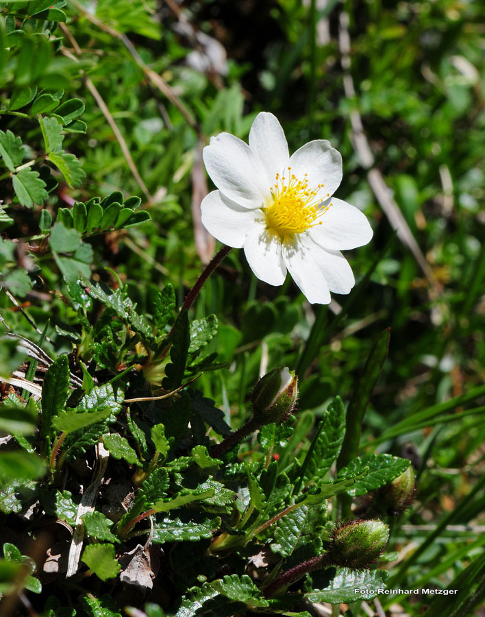 2009-05-17_22_Silberwurz_