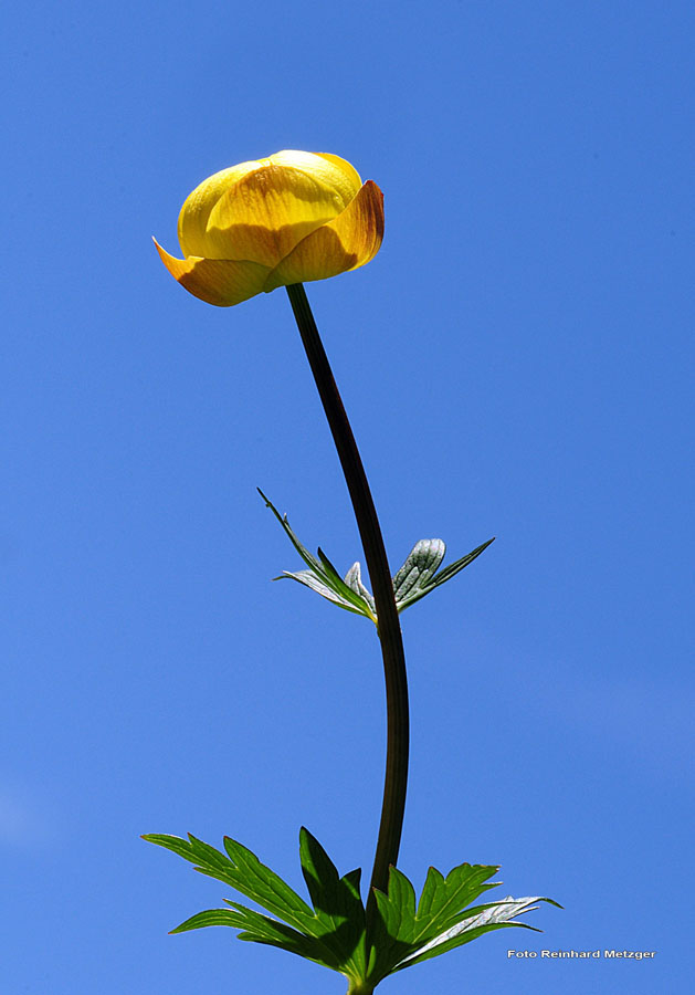 2009-05-17_24_Trollblume_