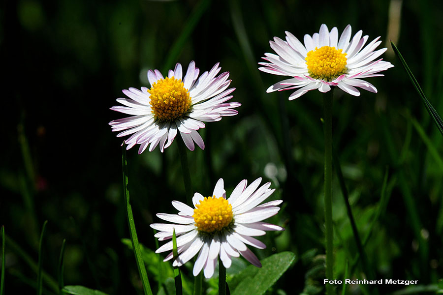 2009-05-17_25_Alpen-Wucherblume_