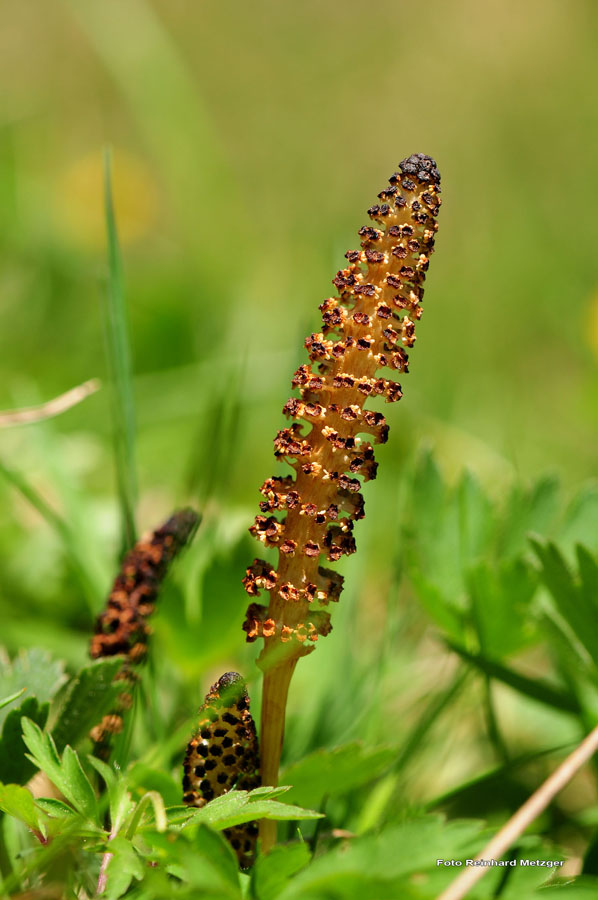 2009-05-17_26_Zinnkrautknospen_