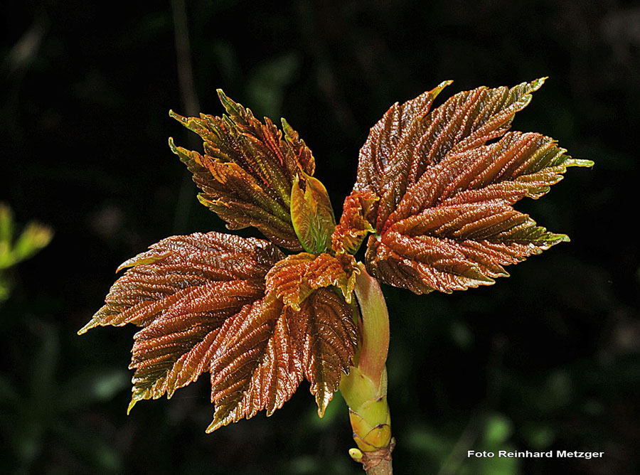 2009-05-17_27_junger_Berg-Ahorn_