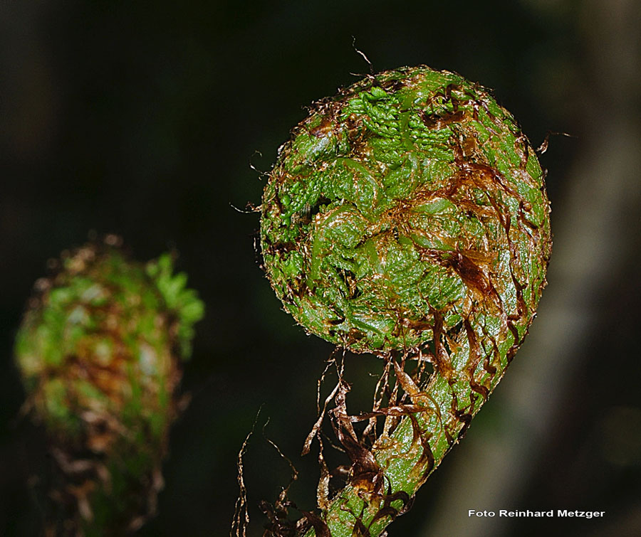 2009-05-17_28_junger_Farn_