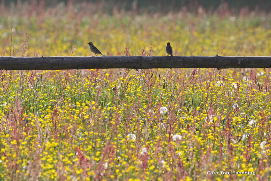 2010-05-17_02_Blumenwiese