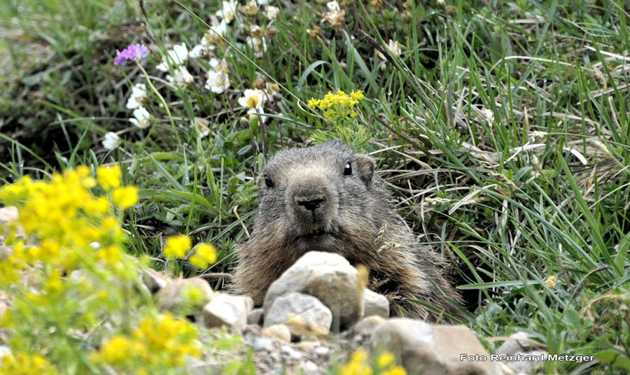 2010-05-25_29_Murmeltier_1