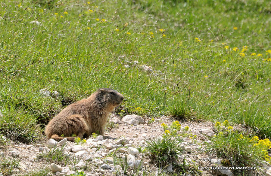 2010-05-25_31_Murmeltier_3