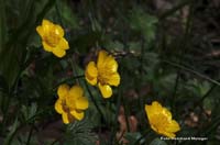 2009-05-17_16_Berg-Hahnenfuss_1