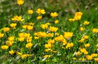 2009-05-17_17_Berg-Hahnenfuss_2