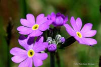 2009-05-17_19_Blauer-Speik_