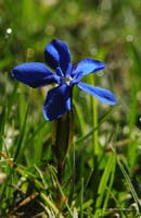 2009-05-17_20_Fruehlings-Enzian_