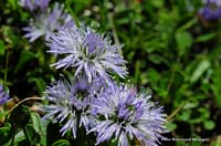 2009-05-17_21_Herzblaettrige-Kugelblume_