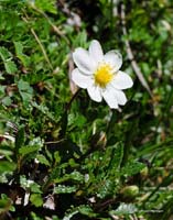 2009-05-17_22_Silberwurz_