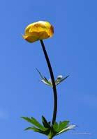 2009-05-17_24_Trollblume_