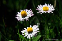 2009-05-17_25_Alpen-Wucherblume_