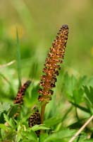 2009-05-17_26_Zinnkrautknospen_