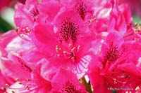 2009-05-19_1_Rhododendron