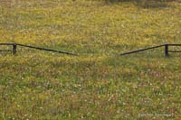 2010-05-17_01_Blumenwiese