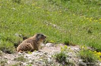 2010-05-25_31_Murmeltier_3