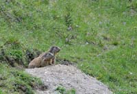 2010-05-25_32_Murmeltier_4_