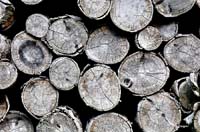 2010-05-25_33_Das_Holz_vor_der_Huette......._