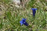 2010-05-25_37_Enzian_